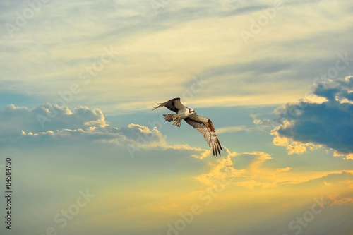 Osprey flying in clouds at sunset