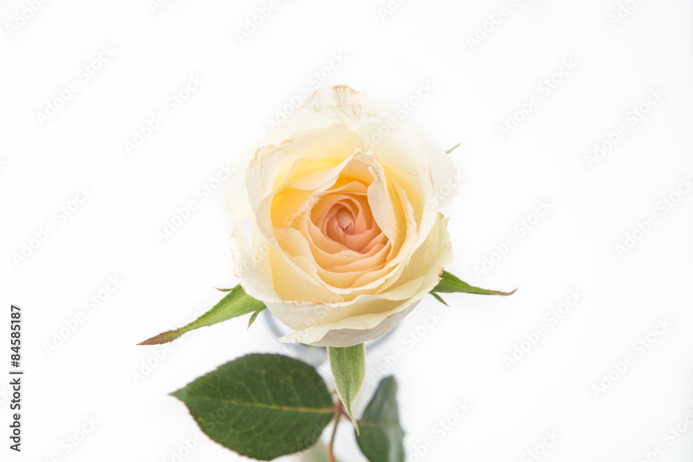 Fototapeta premium white rose