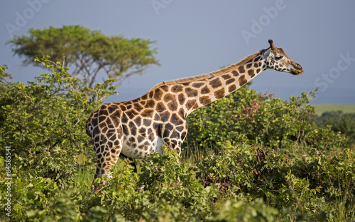 Giraffe in the Murchison Falls National Park in Uganda  Africa