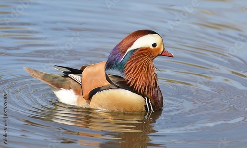 Mandarin Duck Swimming