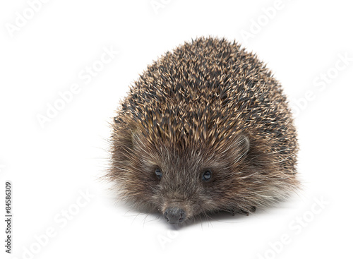 hedgehog isolated on white background close up.