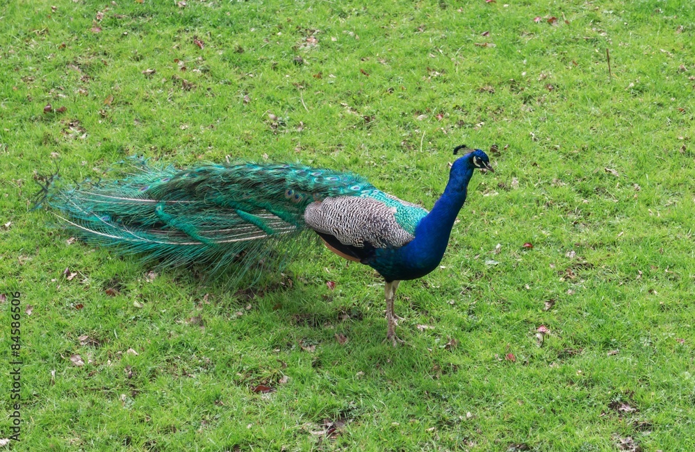 Fototapeta premium Peacock