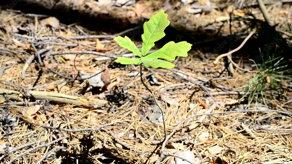 Tiny newborn solitary and lonely English oak tree in pine forest Tiny newborn solitary and lonely English oak tree in pine forest