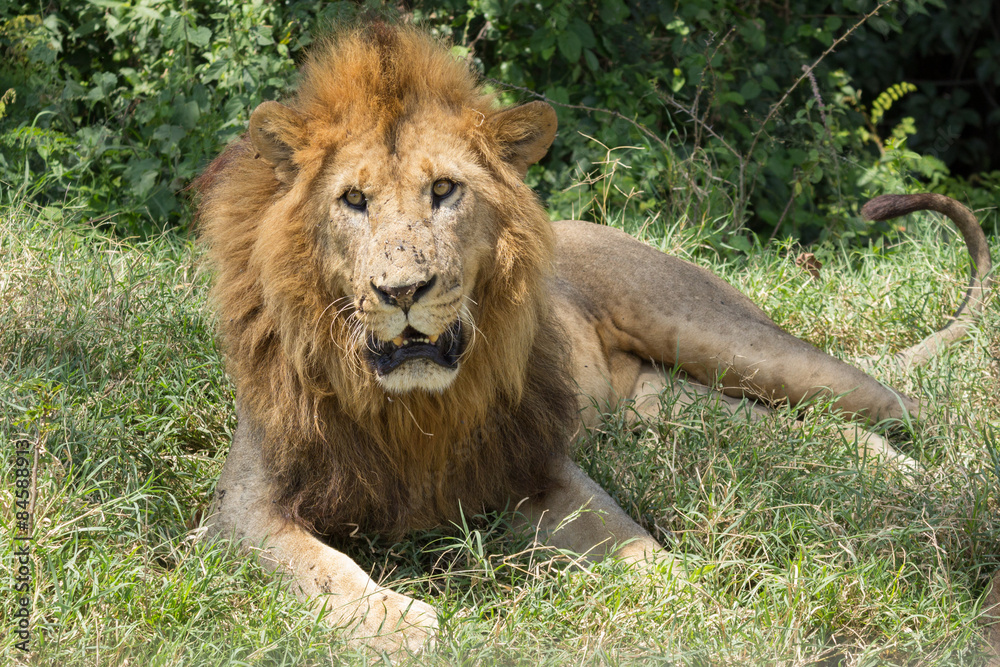 Lion in Kenya
