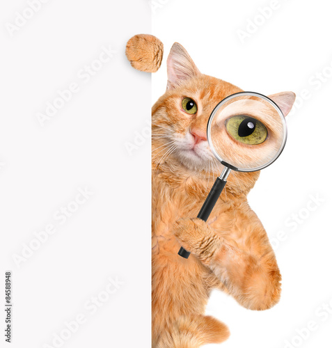 Fototapeta Naklejka Na Ścianę i Meble -  Cat with magnifying glass and searching