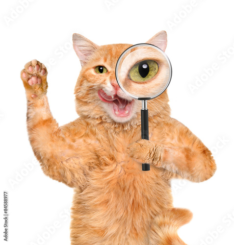 Fototapeta Naklejka Na Ścianę i Meble -  Cat with magnifying glass and searching
