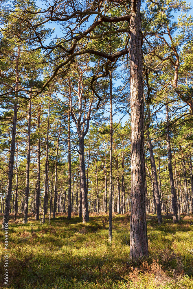 Fototapeta premium Sunlit pine forest in Scandinavia in spring.