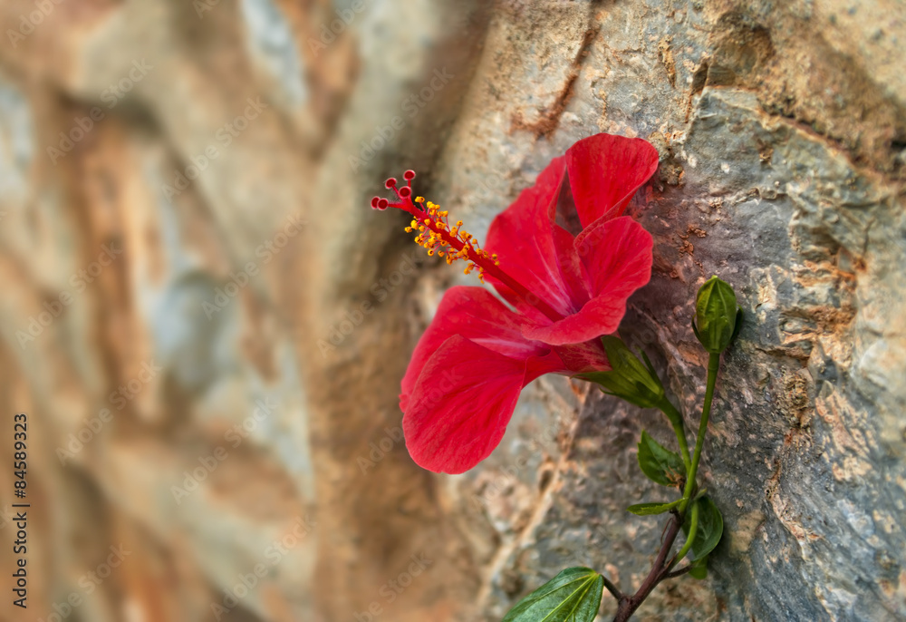 red hibiscus flower on orange rocks red hibiscus flower on orange rocks