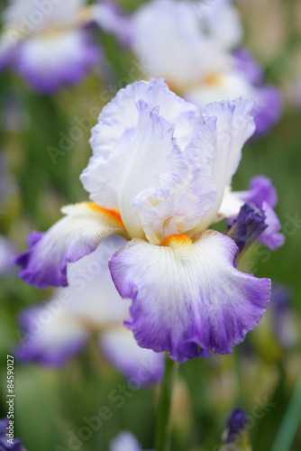 Fototapeta Naklejka Na Ścianę i Meble -  Iris flower