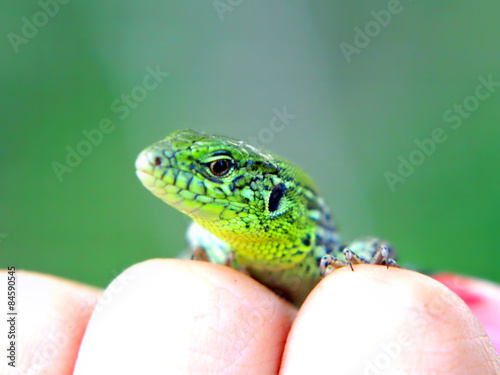 Little green lizard on a fingers .