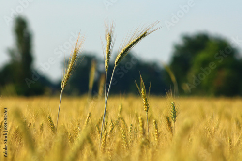 Tableau sur toile ear of wheat