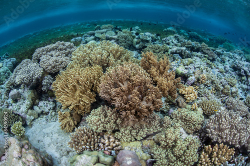 Pacific Coral Colonies