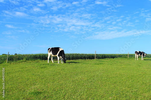 Vaches normandes à Etretat, France
