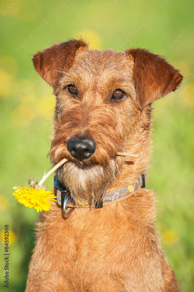 Portrait of irish terrier dog holding a flower in its mouth Portrait of irish terrier dog holding a flower in its mouth