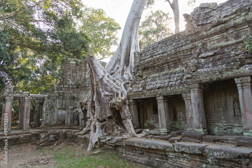 Angkor Wat, Kambodscha, Weltkulturerbe, Baum