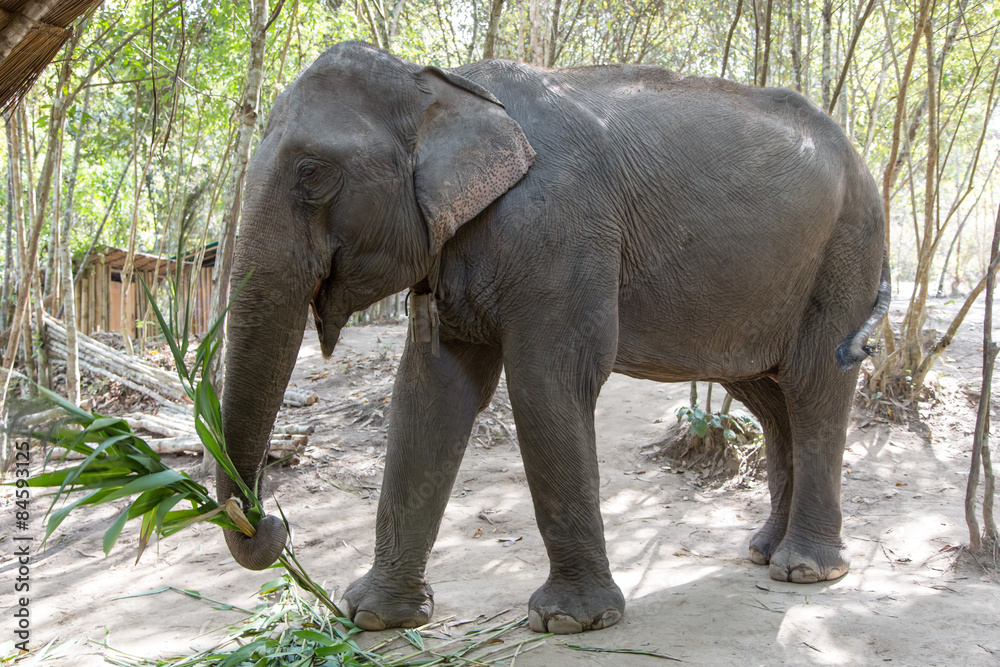 Thailand, Chiang Mai, Chiang Rai, Elefanten Trekking, Wald, Dschungel