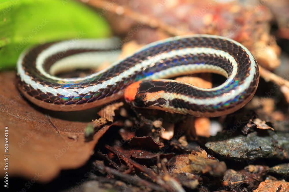 Fototapeta premium banded Malaysian coral snake (Calliophis intestinalis) in Philippines