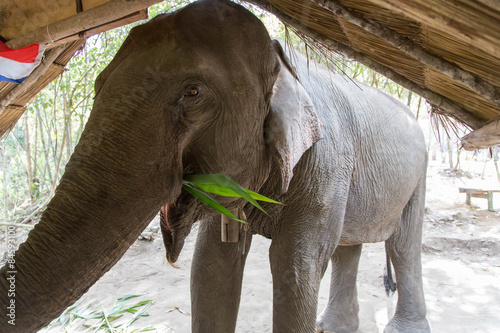 Thailand, Chiang Mai, Chiang Rai, Elefanten Trekking, Wald, Dschungel