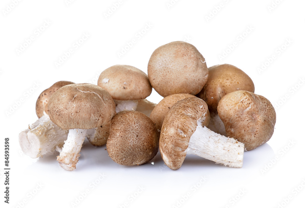 Shiitake mushroom on the White background Shiitake mushroom on the White background