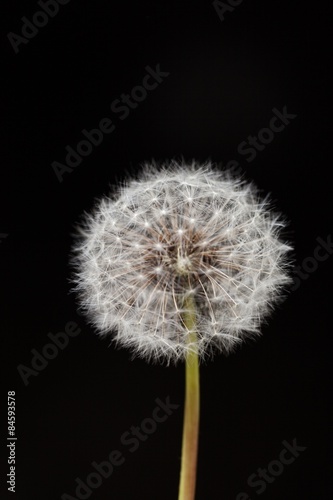 Dandelion  Wishing  Seed.