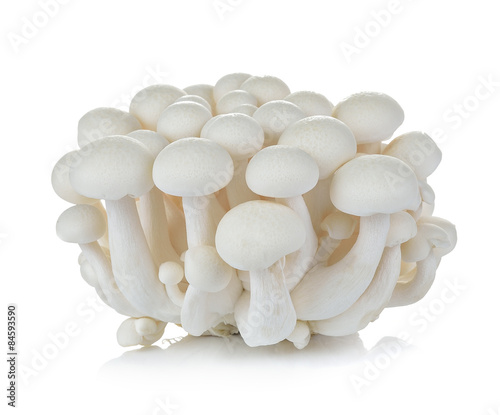 White beech mushrooms, Shimeji mushroom, Edible mushroom isolate