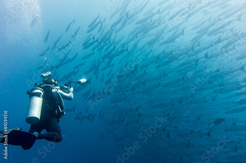 Wallpaper Mural Thailand Similan Inseln, Tauchen, Unterwasser, Baracuda, Schwarm Torontodigital.ca