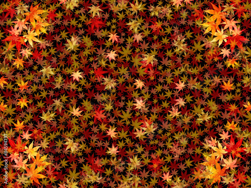 もみじ　紅葉　背景