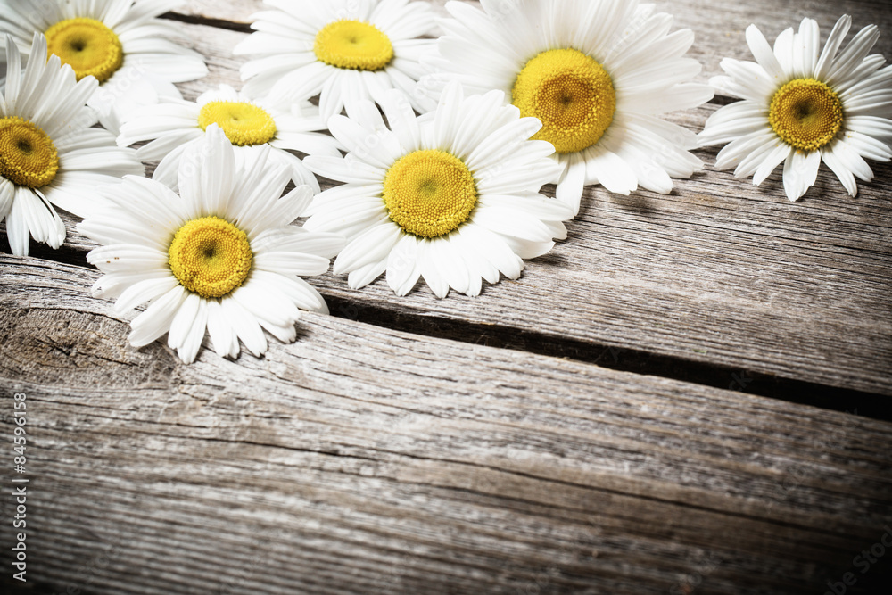 Obraz premium Fresh chamomile flowers on the wooden table