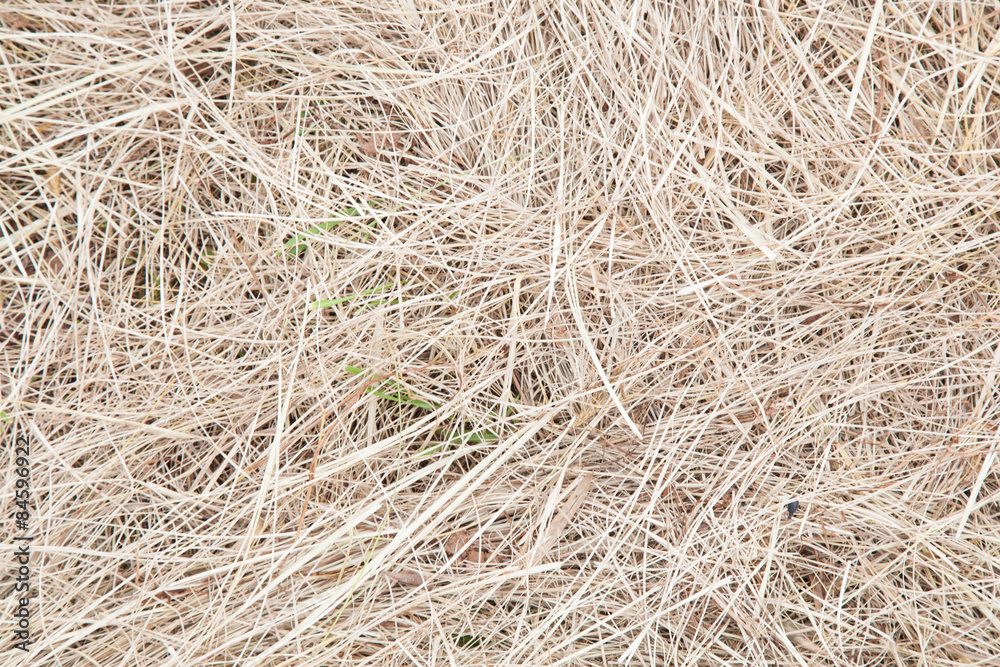 dry grass dry grass