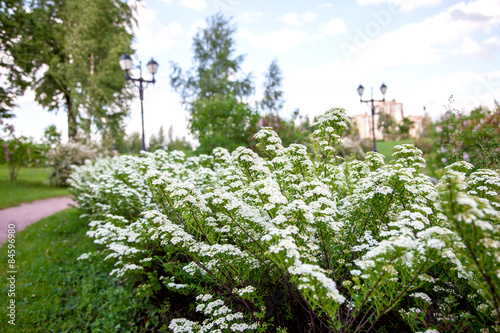 White flowers of Lobularia photo