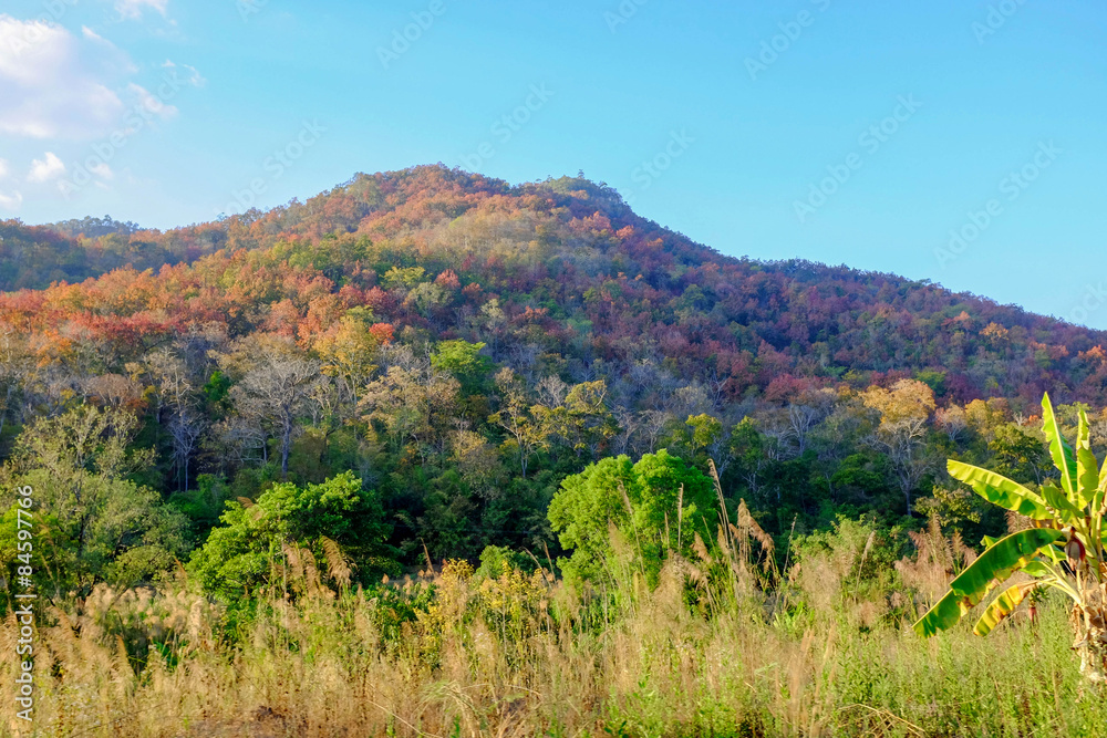 Beauty scene of nature on countryside