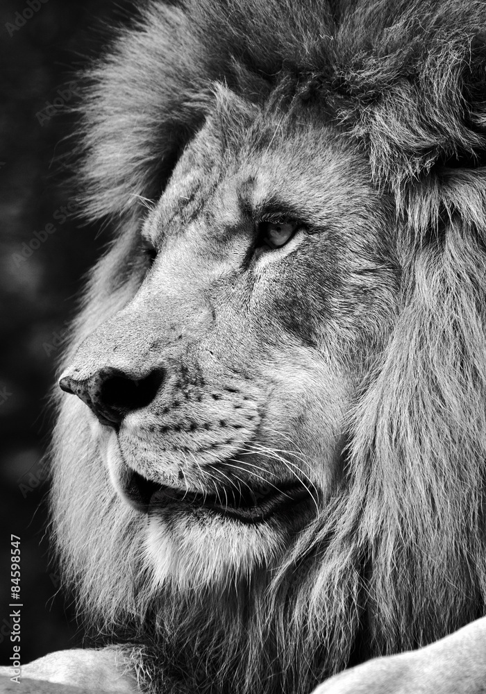 High contrast black and white of a powerful male lion face Stock Photo