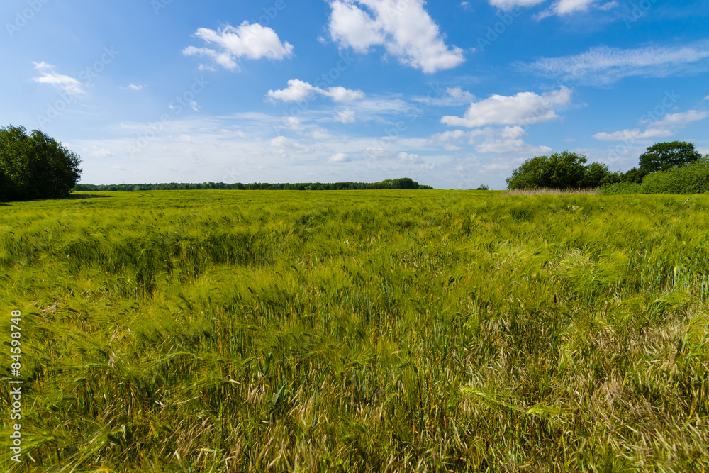 Field of barley. Rural landscape.