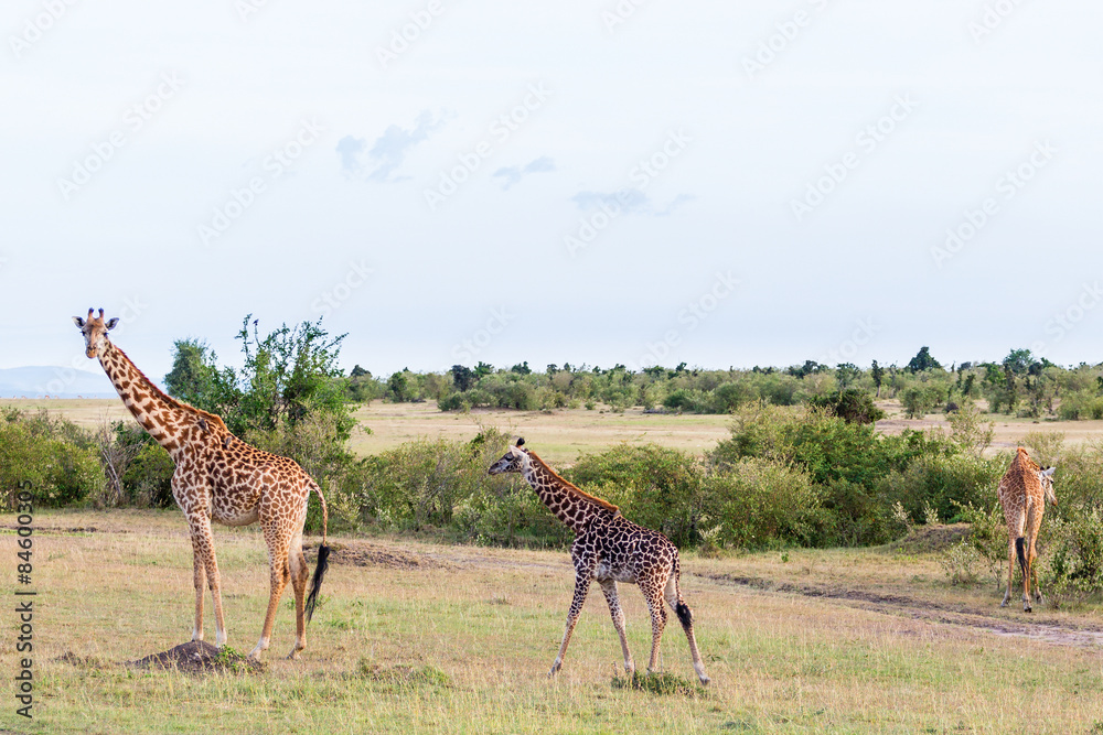 Obraz premium Tree giraffes on the savanna
