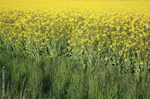 Oilseed Rape, Canola, Biodiesel Crop © ClaraNila
