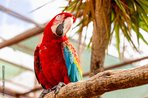 Red Macaw or Ara cockatoos parrot
