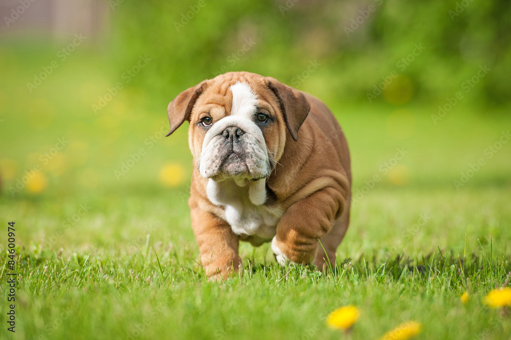 English bulldog puppy walking on the lawn