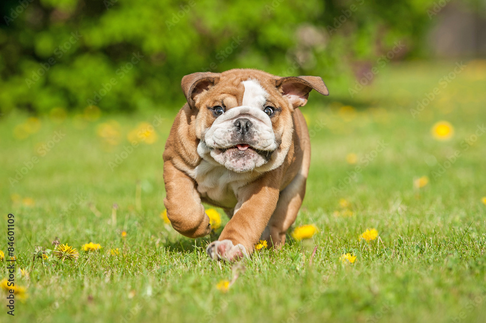 English bulldog puppy running 