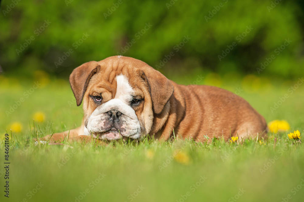 English bulldog puppy lying on the lawn