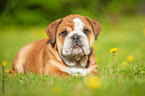 English bulldog puppy lying on the lawn © Rita Kochmarjova