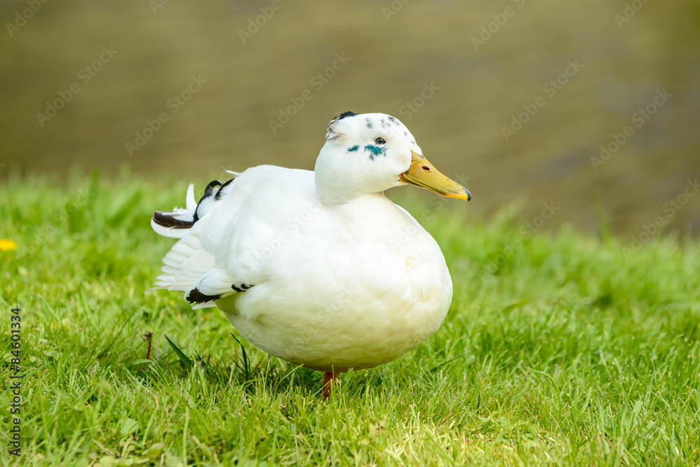 White mallard (Anas platyrhynchos) White mallard (Anas platyrhynchos)