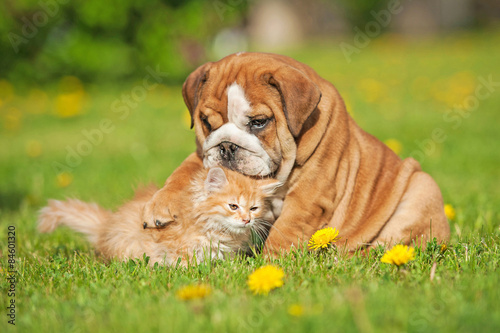 English bulldog puppy playing with a little kitten