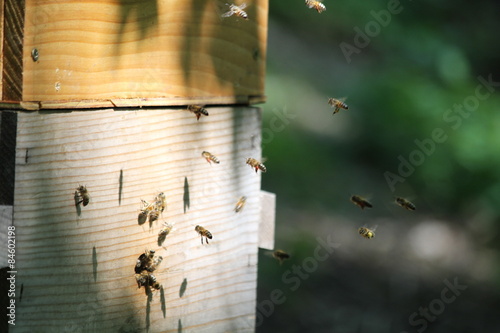 abeilles et pollen photo