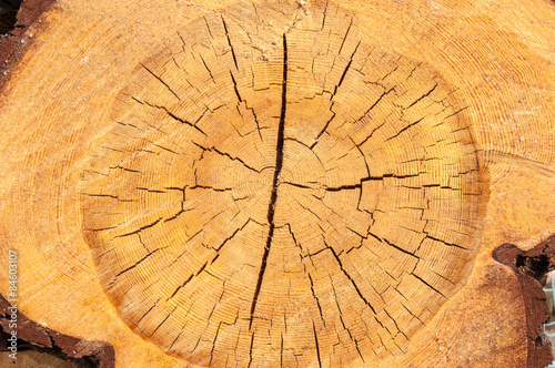 The texture of the wood slice cruba