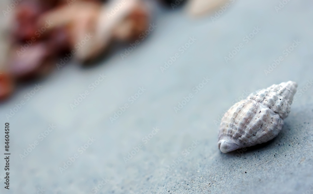 Beautiful sea shell on the concrete floor
