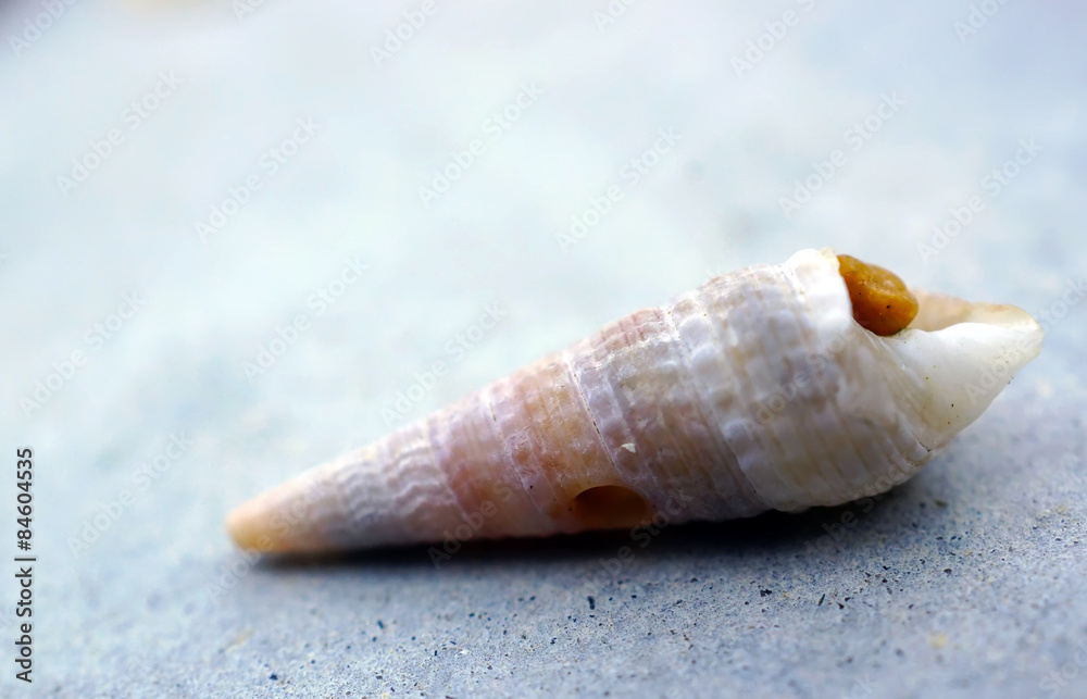 Beautiful sea shell on the concrete floor