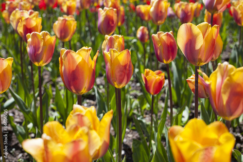 Fototapeta Naklejka Na Ścianę i Meble -  a lot of tulips