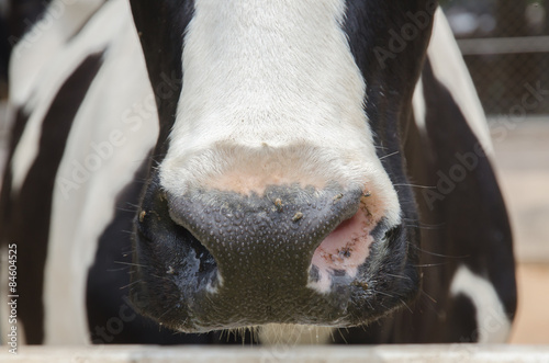 Black and white cow snout