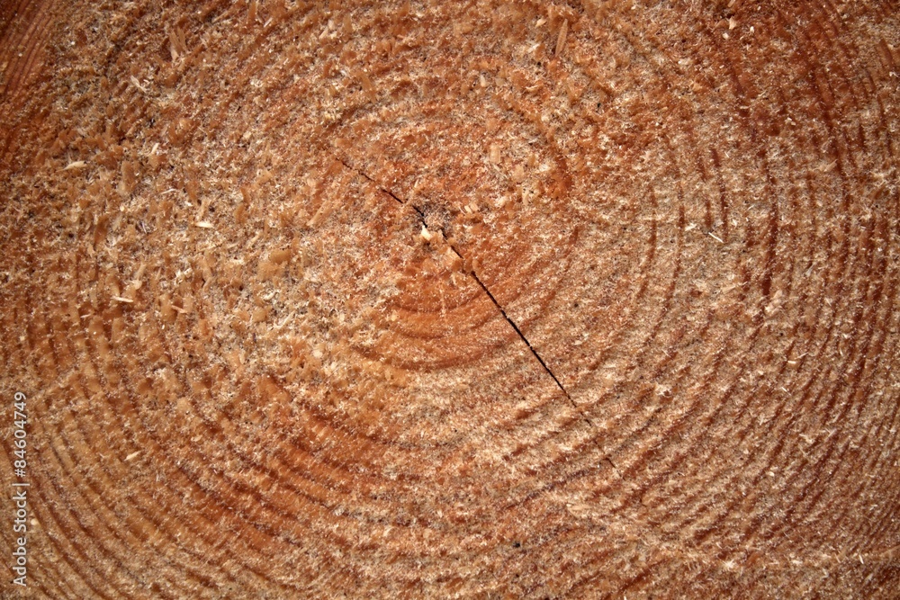 Naklejka premium Wood texture of cut tree trunk, close-up