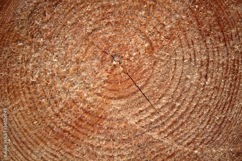 Wood texture of cut tree trunk, close-up